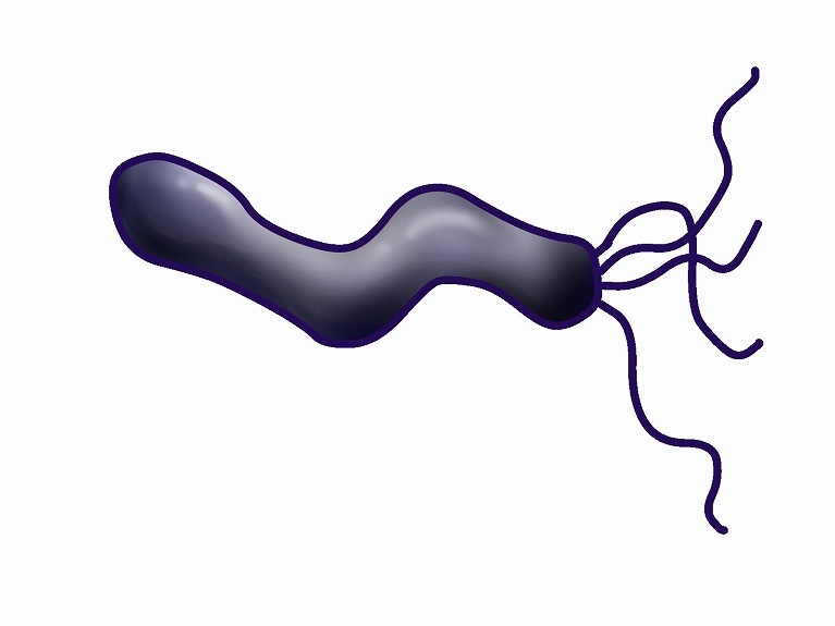 ヘリコバクター・ピロリ菌（ピロリ菌）について